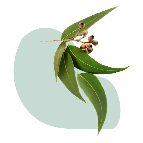 Citriodora