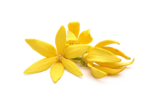Savon à l'ylang-ylang